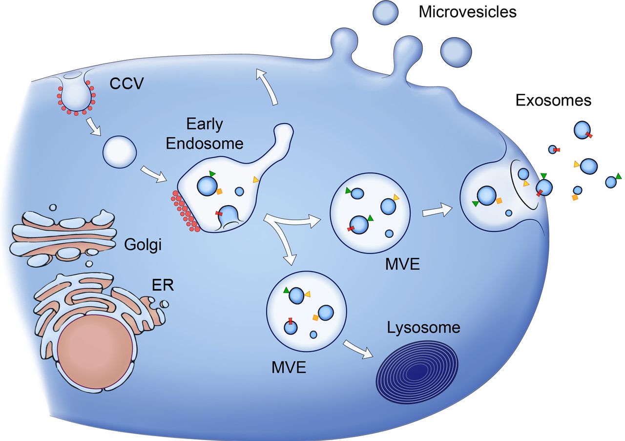 Exosome Membrane Composition