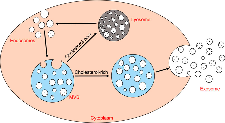 Exosomes Definition
