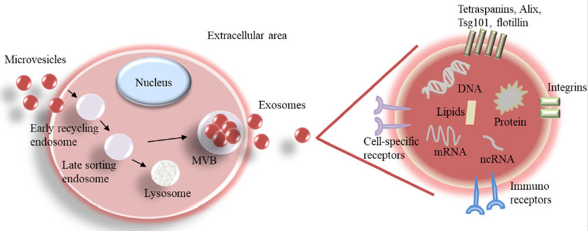 Exosomes Treatment