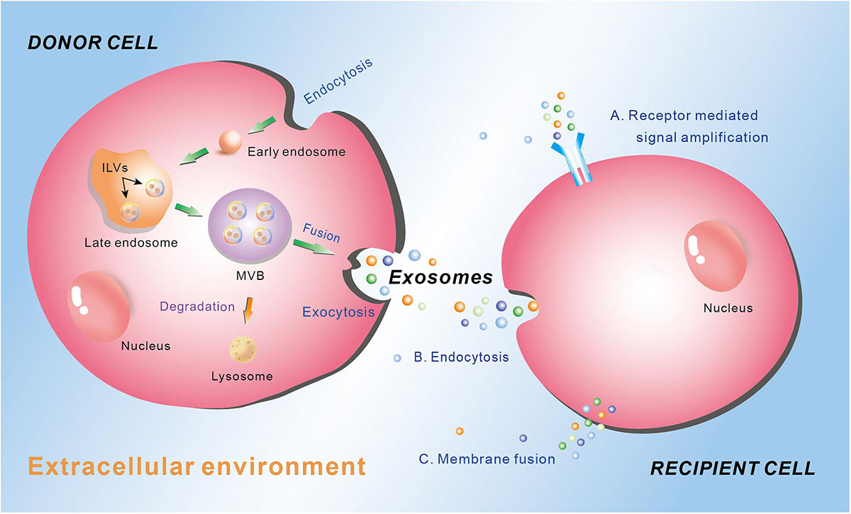 How Are Exosomes Formed