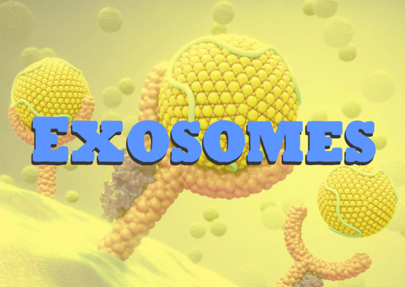 What Are Exosomes Vesicles With Promising Perspectives